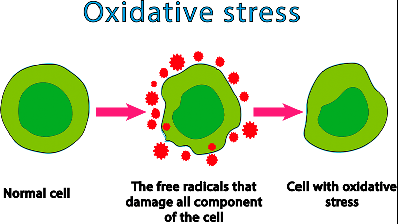 Figura 4. Los extractos del brócoli son capaces de reducir el estrés oxidativo causado por la exposición a la luz UV y la inflamación intestinal. 