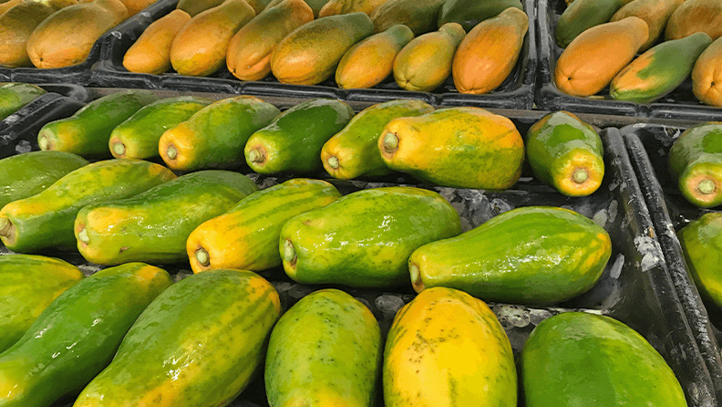 Figura 6. Limpieza y selección de fruta de papaya madurada en el árbol.