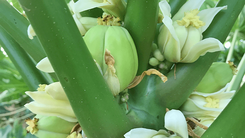 Figura 4. Flores y frutos deformes en papaya.