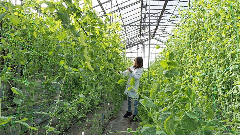 Se han evaluado diferentes especies de leguminosas en tres localizaciones