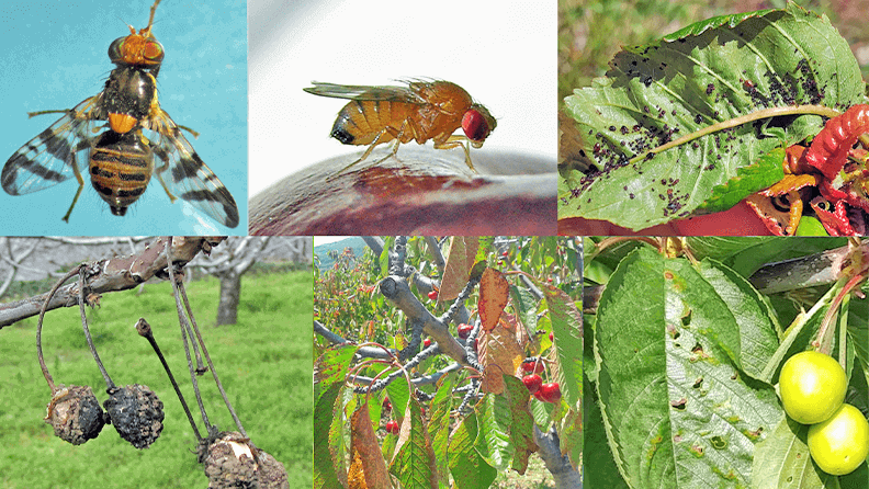 Figura 1. Principales plagas y enfermedades del cerezo en España. Plagas (arriba y de izquierda a derecha): mosca de la cereza (Rhagoletis cerasi), drosófila de alas manchadas (Drosophila suzukii), pulgón negro del cerezo (Myzus cerasi). Enfermedades (abajo y de izquierda a derecha): podredumbre parda (Monilinia spp.), antracnosis (Blumeriella jaapii) y cribado (Stigmina carpophila).