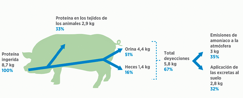 Figura 1.0. Consumo, utilización y perdida de proteína en la producción de un cerdo de 108 kg.
