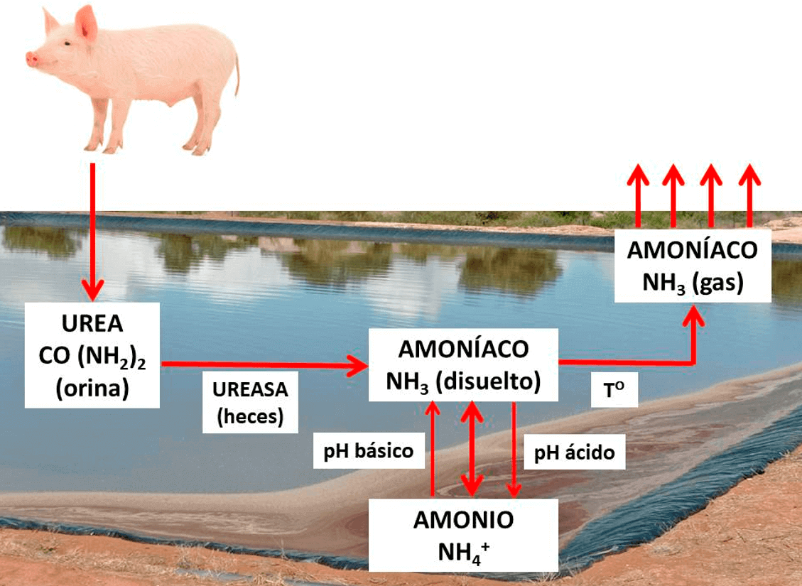 Figura 2.0. Principales etapas que conducen a la formación del amoniaco.