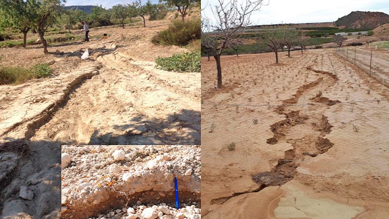 Efectos de la erosión en dos campos de almendros después de las lluvias. 
