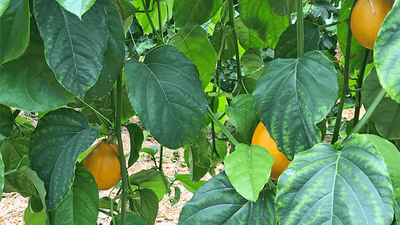 Figura 4. Maracuyá dulce (Passiflora alata).