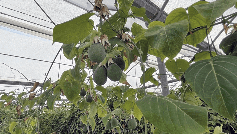 Figura 7. Frutos de granadilla.