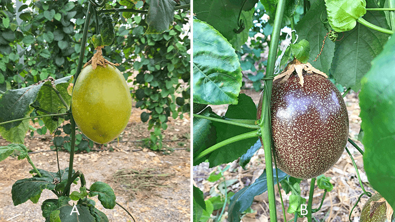 Figura 8. Frutos de maracuyá amarillo (a) y ‘Rubí do Cerrado’ (b).