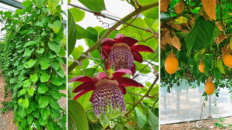 Figura 9. Maracuyá dulce en espaldera (a), flores (b) y frutos (c).
