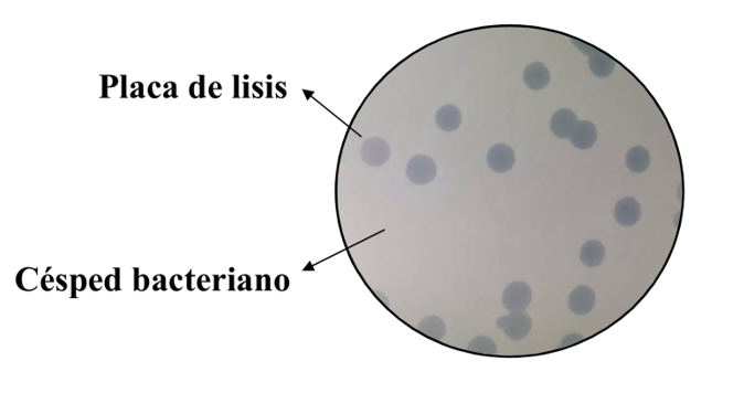 Figura 1. Cultivo bacteriano en el que se ven las placas de lisis formadas por la acción de un bacteriófago.