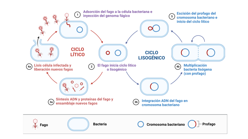 Figura 2. Esquema del ciclo lítico de multiplicación de un bacteriófago. Imagen creada en www.biorender.com.
