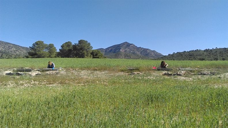 Recogiendo los sedimentos movilizados por erosión en un cultivo de trigo