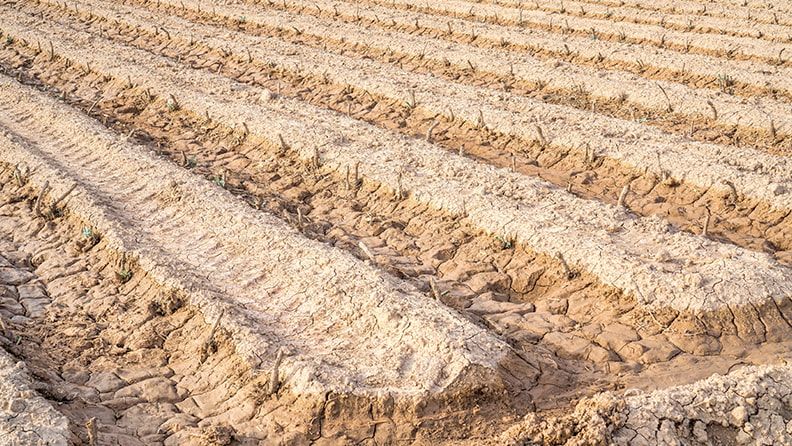 Finca agrícola afectada por la sequía