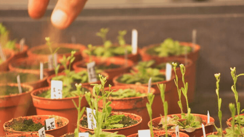 Brote de plantas. Imagen: BIOVEGEN