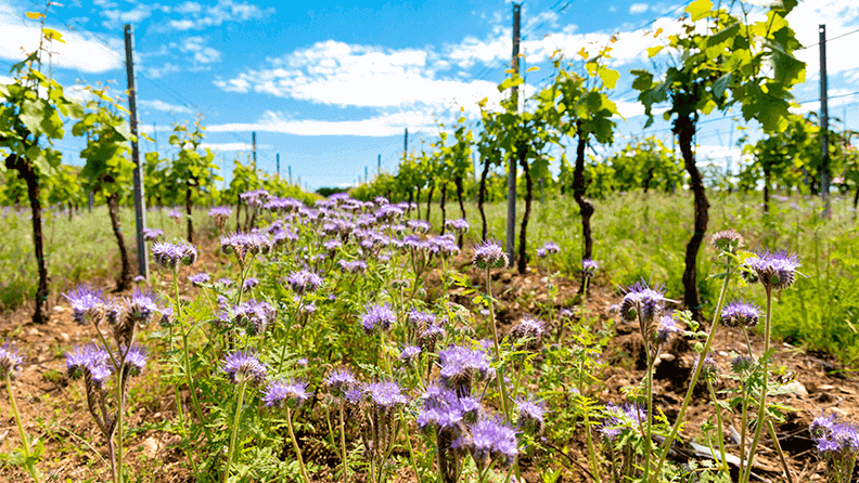 Espaciado floral en viñedo