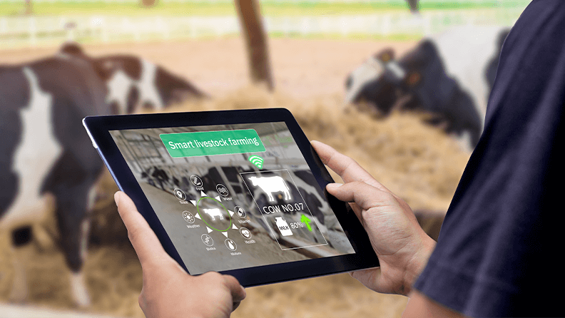 Observando indicadores en una tablet en una granja de vacas.
