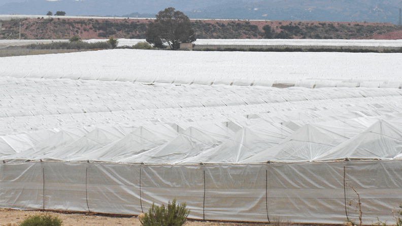 Foto2a y Foto2b. Estructura de malla típica para la producción de uva de mesa apirena en la Región de Murcia.