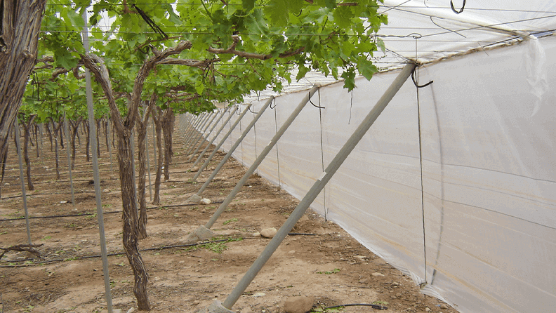 Foto2a y Foto2b. Estructura de malla típica para la producción de uva de mesa apirena en la Región de Murcia.