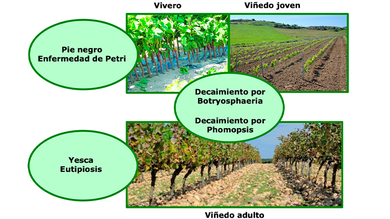 Figura 1. Podemos agrupar las EMV en enfermedades que afectan a las plantas jóvenes (arriba) y enfermedades de plantas adultas (abajo).