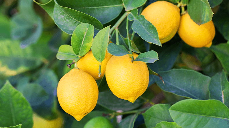Limonero