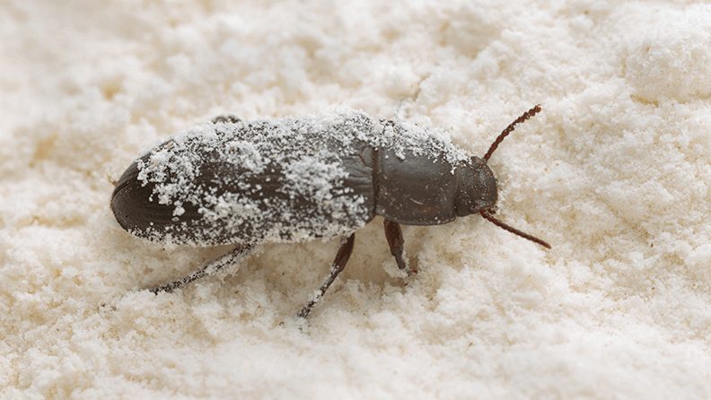 Insecto ‘Tenebrio molitor’