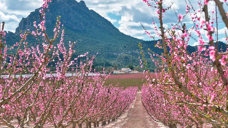 Plantación de almendro convencional en regadío.