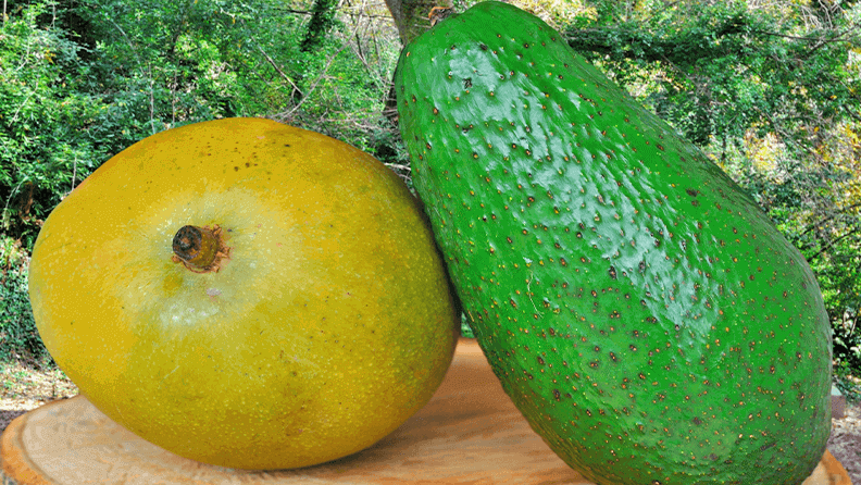 Aguacate y mango