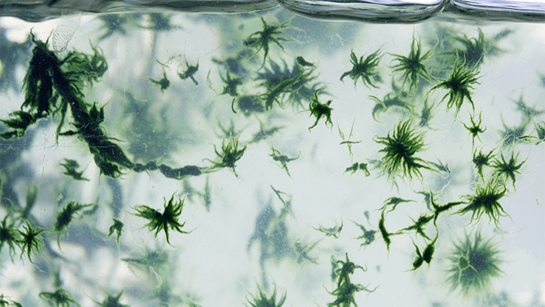 Estas microalgas presentan bioactividad como mejoradoras del enraizamiento de las plantas, estimulación del crecimiento o formación de fruto, así como frente a patógenos como Phytium o Fusarium