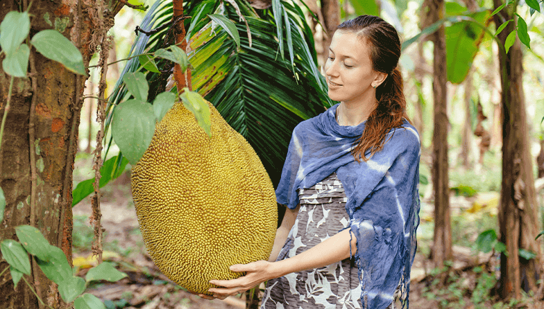 Jackfruit La Fruta Más Grande Del Mundo Que Conquista Paladares 2094