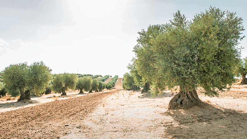 Olivar