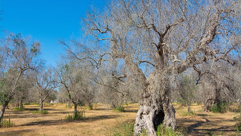 Olivos afectados por la 'Xylella Fastidiosa'