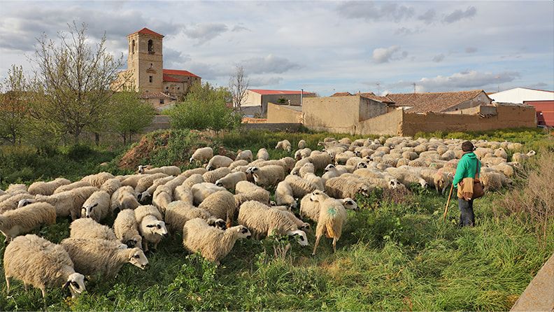 Ovejas en Pedraza de Campos, Palencia, España