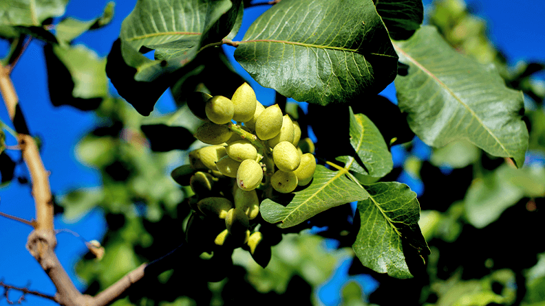 Pistachos en Castilla-La Mancha