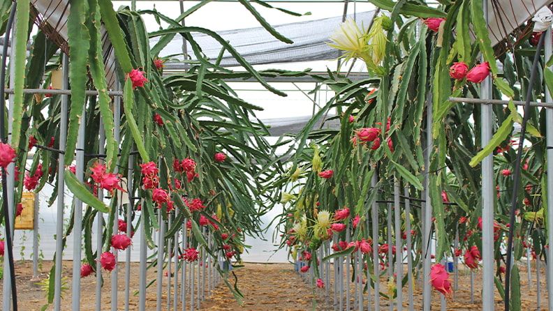 Figura 6. Cultivo de pitaya en sistema hidropónico. 