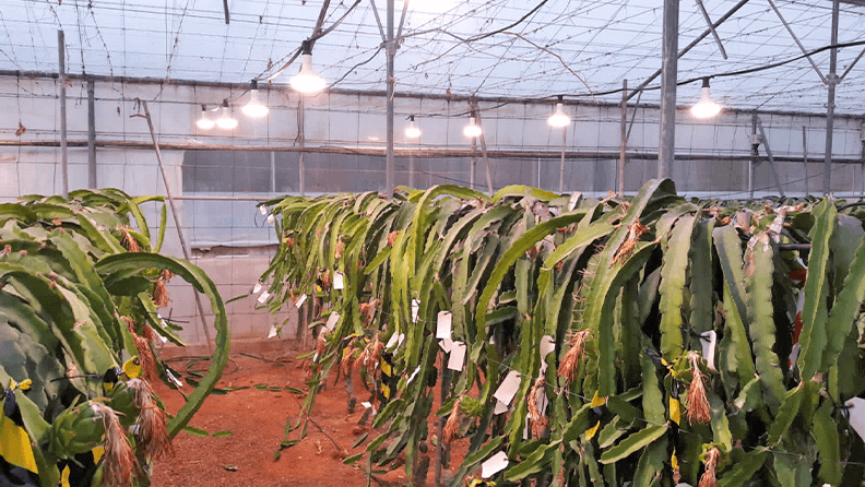 Figura 1. Invernadero tipo parral con cultivo de pitaya sobre un sistema de conducción en T con instalación de luz artificial. 