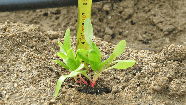 Plantas tratada con elementos sostenibles