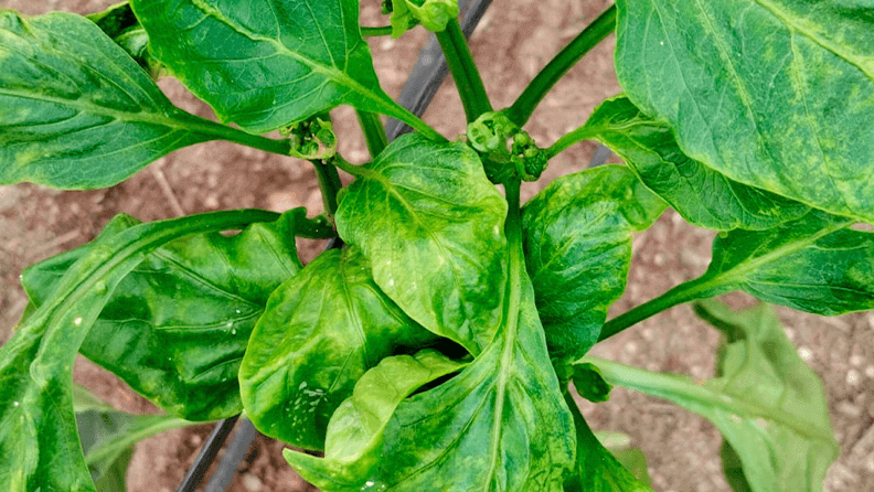 Planta afectada por thrips parvispinus