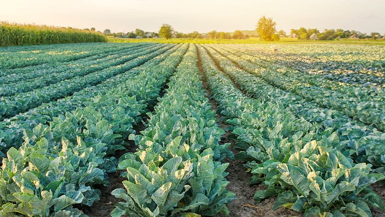 El cultivo del brócoli está ampliamente extendido en España.