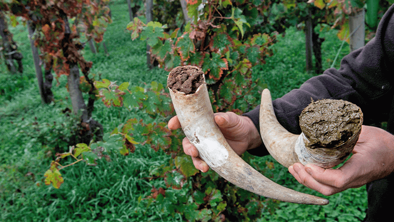 Relleno de cuernos de vaca con estiércol para cuerno biodinámico y usarlo en viñedos