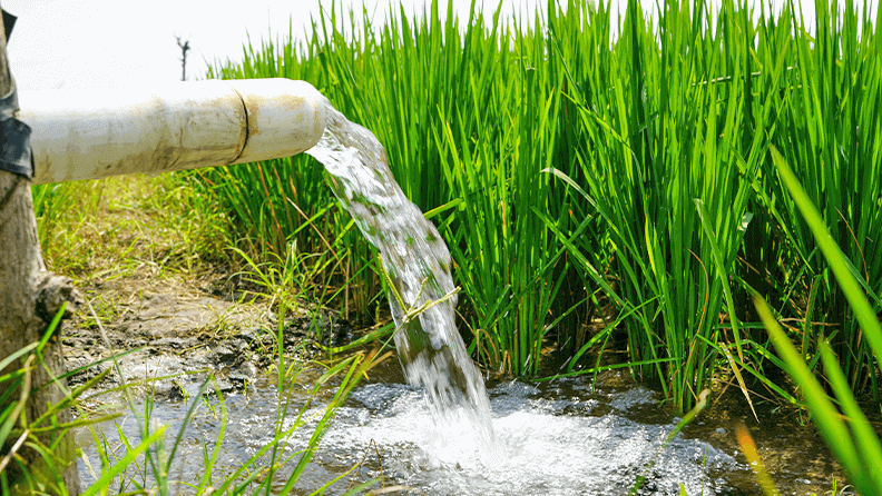 Riego en campo de arroz