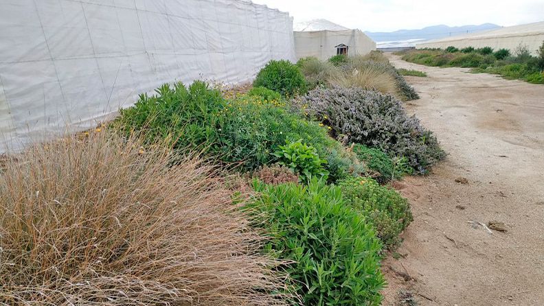 Seto para albergar enemigos naturales implantado en una explotación agrícola.