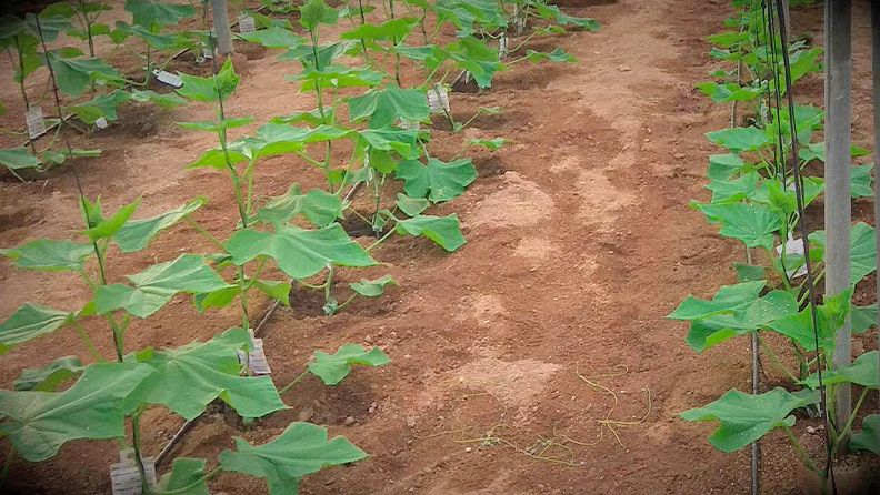 Cultivo de pepino en invernadero