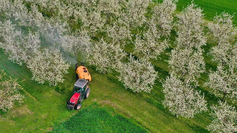 Tratamiento fitosanitario de almendro en flor