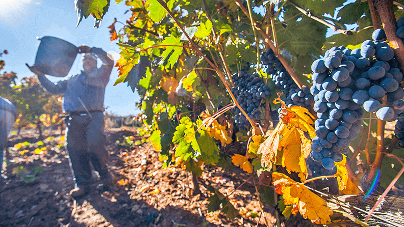 Vendimia en España. Foto: EFE Agro
