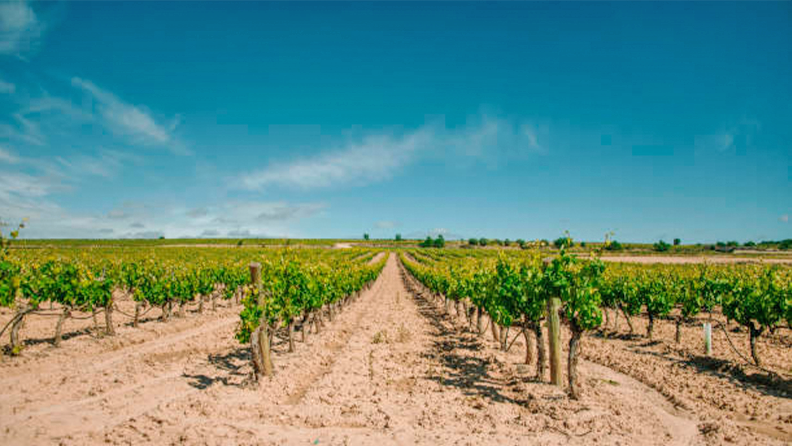Figura 3. El control de las enfermedades de la madera de la vid requiere programas de manejo integrado en los que se combinen estrategias culturales con los agentes de control biológico.
