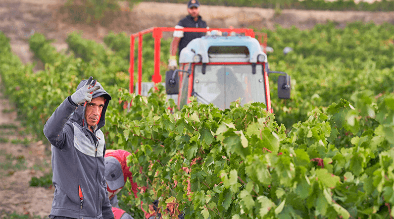 Recogida de uva de los viñedos de la Rioja Alavesa. Efeagro/Adrián Ruiz Hierro