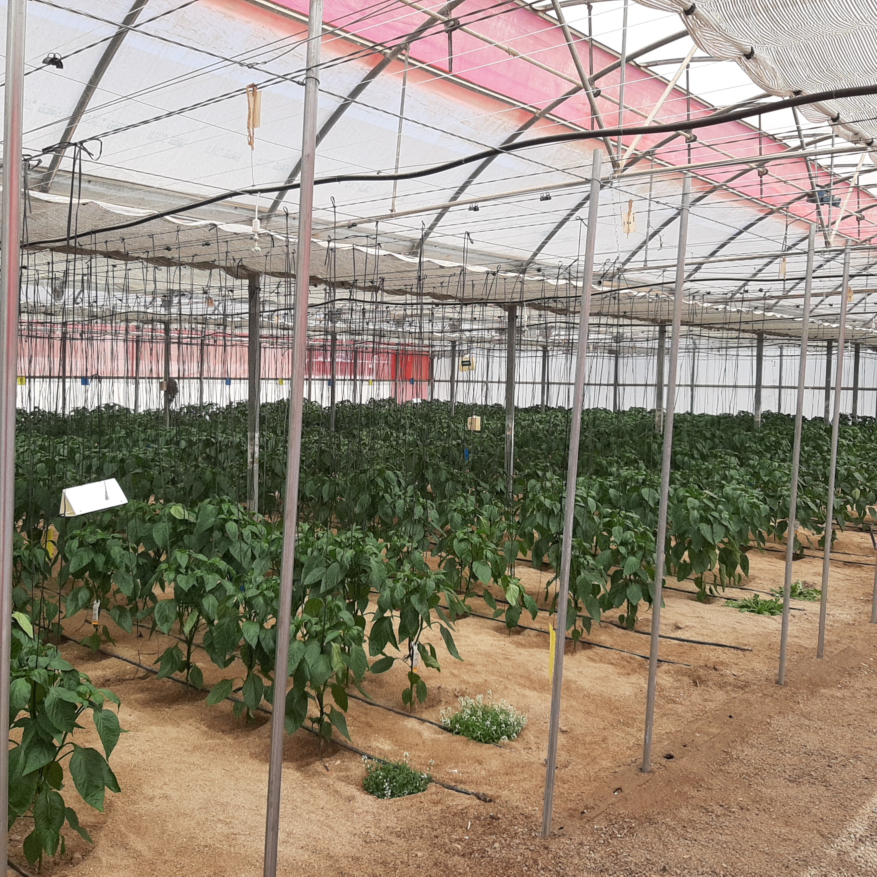 Cultivo de pimiento california con entutorado vertical, trampas cromáticas para el seguimiento de la plaga y tarjetas de suelta de organismos de control biológico.