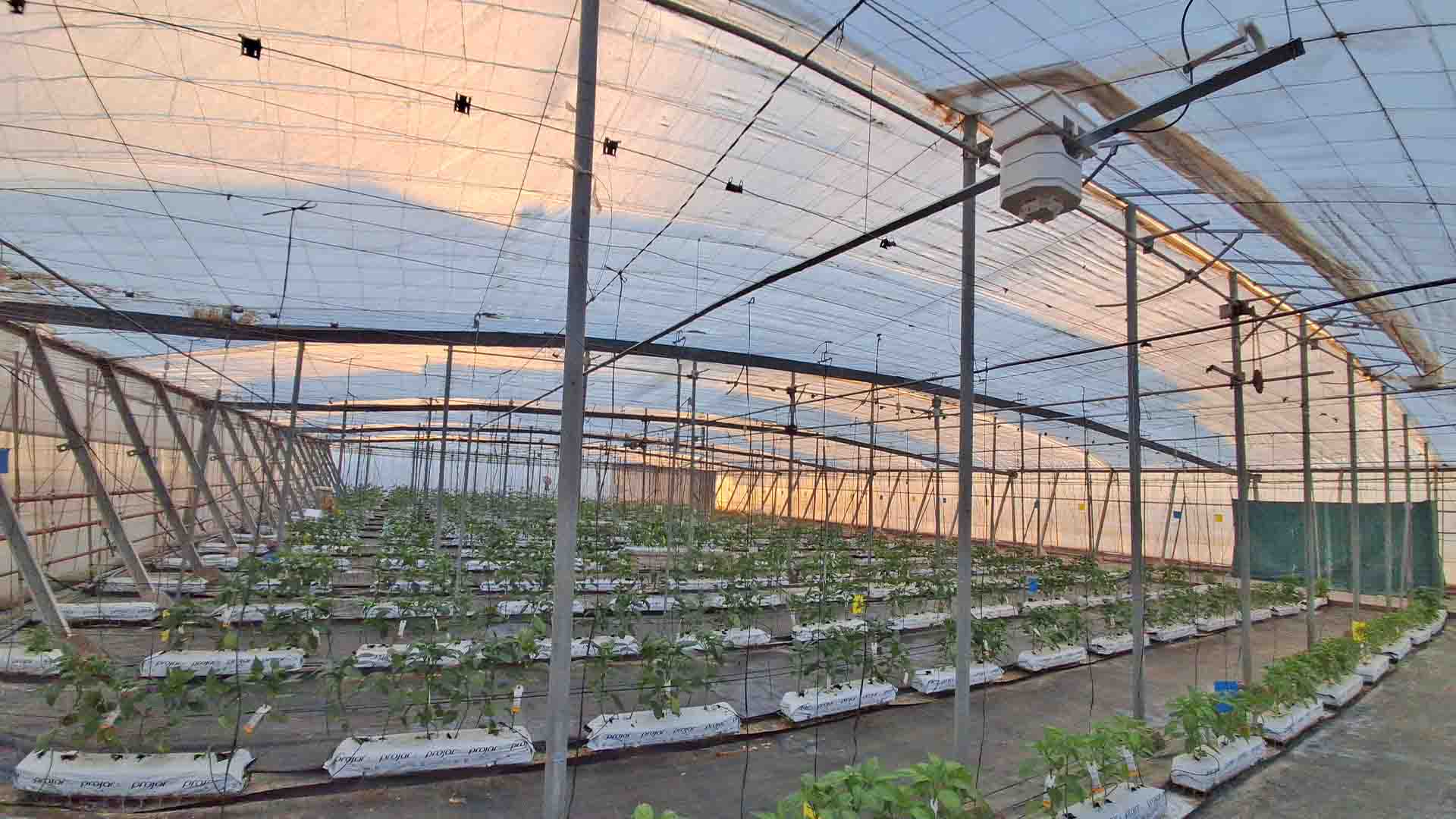 Un granero con plantas en el interior.