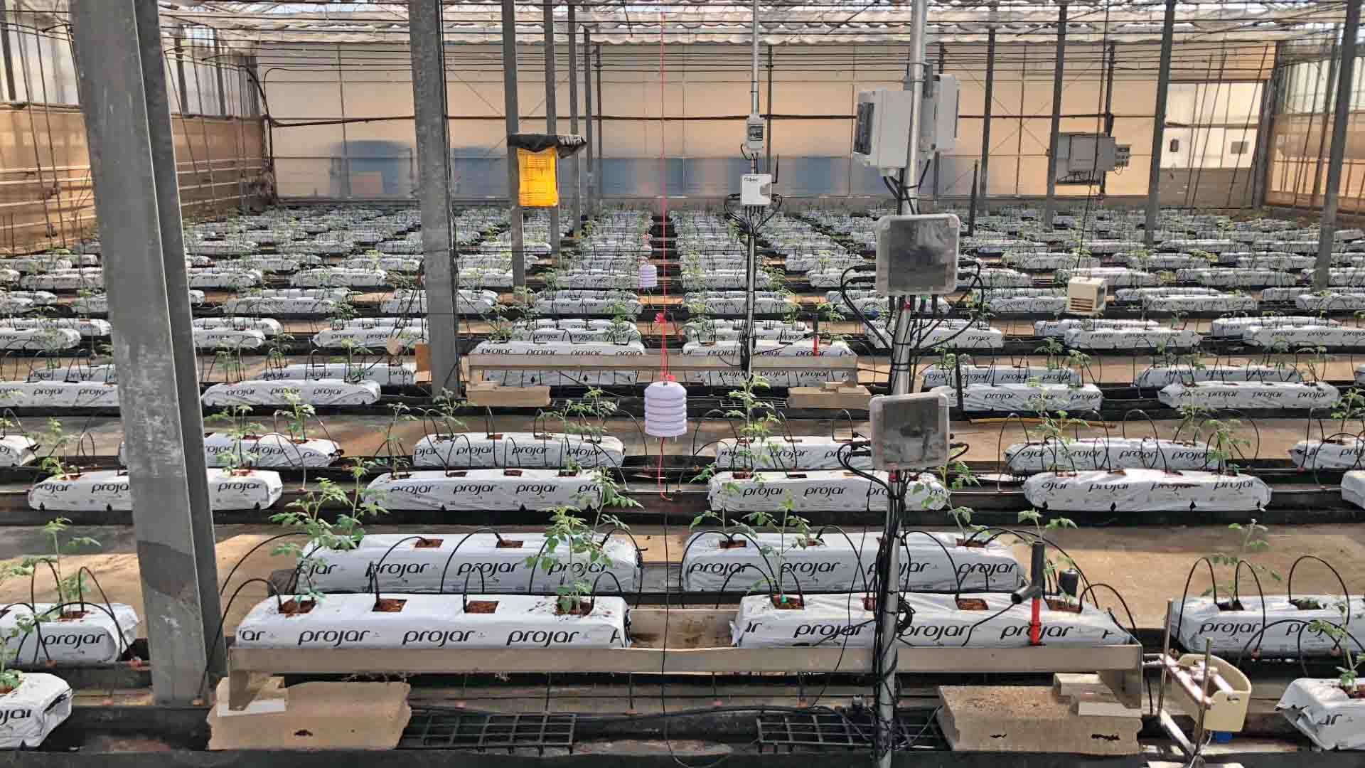 Unidades de cultivo de plantas en una planta.