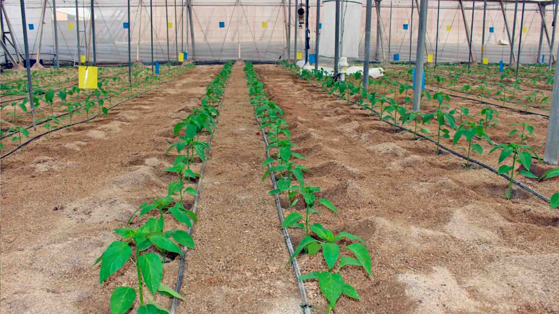 Cultivo piloto de pimiento.